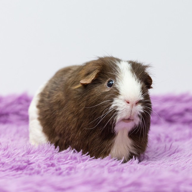 Photo of Toto