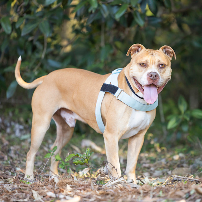 Photo of Butch