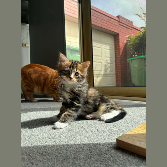 Photo of Gracie Meet Me At Petstock Carrum Downs Store 