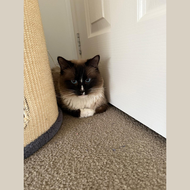 Photo of Coco & Marshmellow