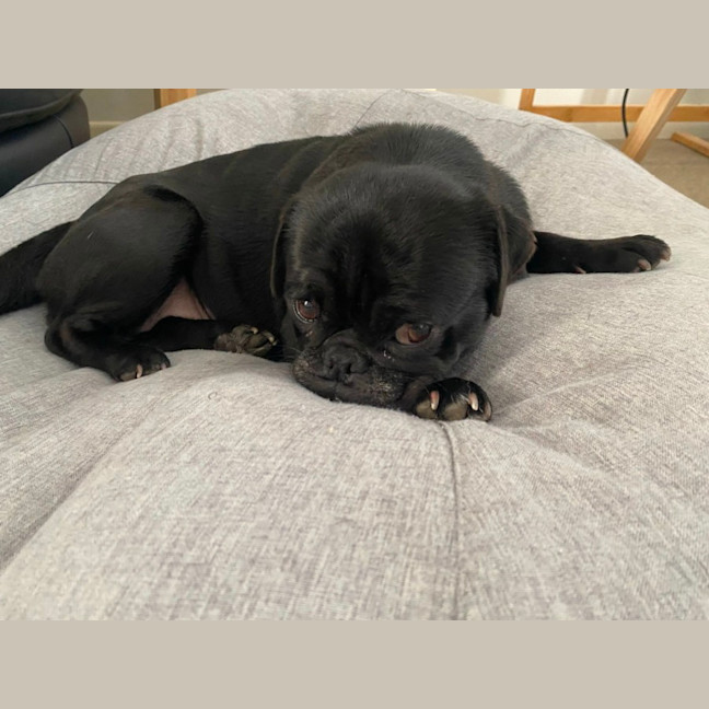 Photo of Dottie 🌸