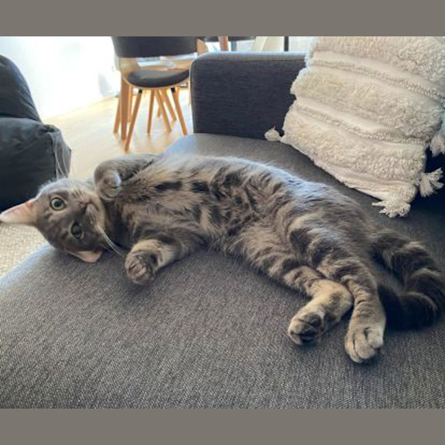 Photo of Ollie