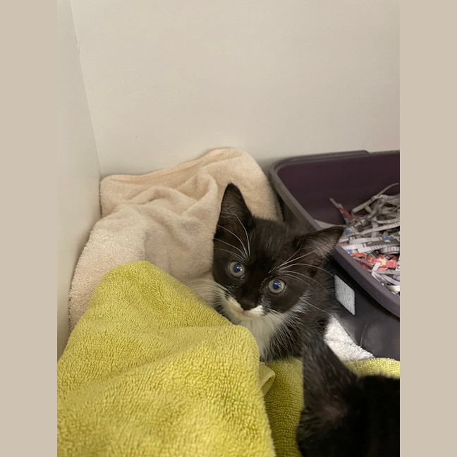 Photo of Princess Sparkles