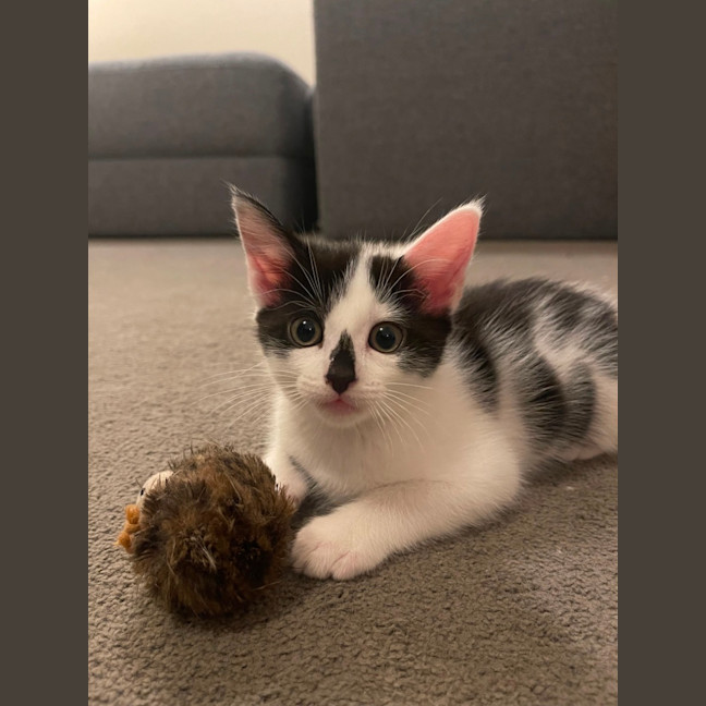 Photo of Smudge