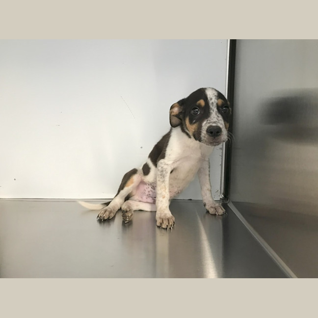 Photo of Theodore (P10)