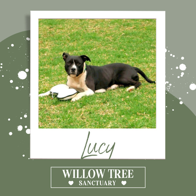 Photo of Lucy