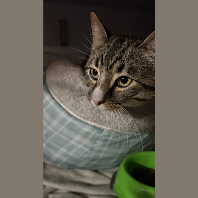 Photo of Wonton