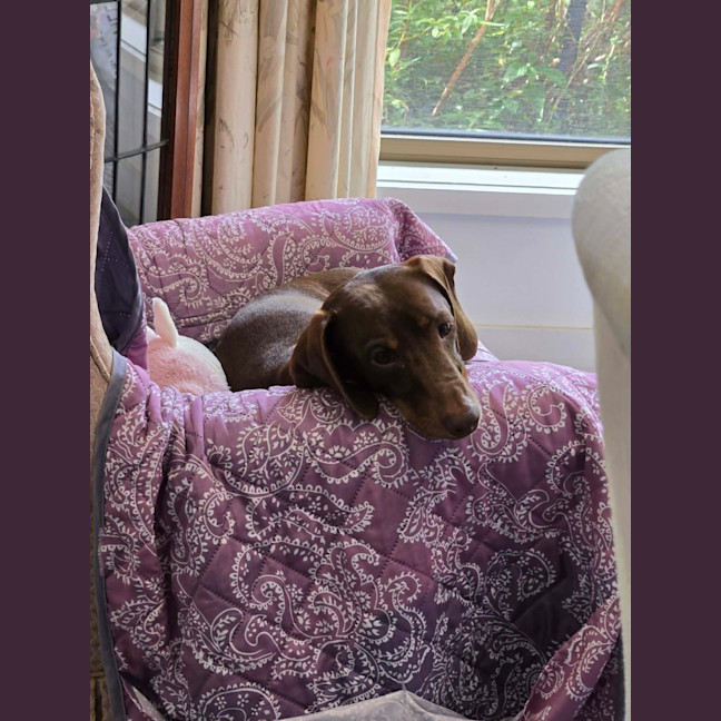 Photo of Bentley And Paulina