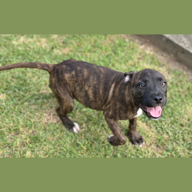 Photo of Sneezy