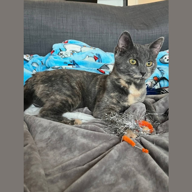 Photo of Moxie