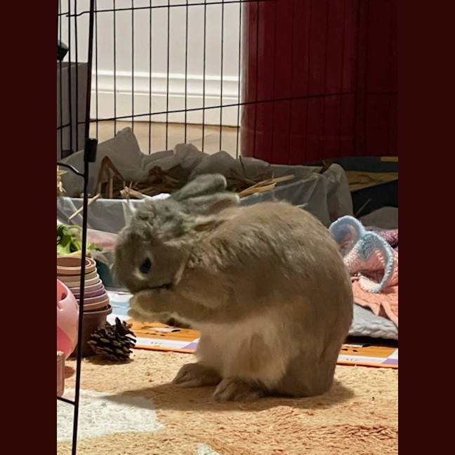 Photo of Peach Unity