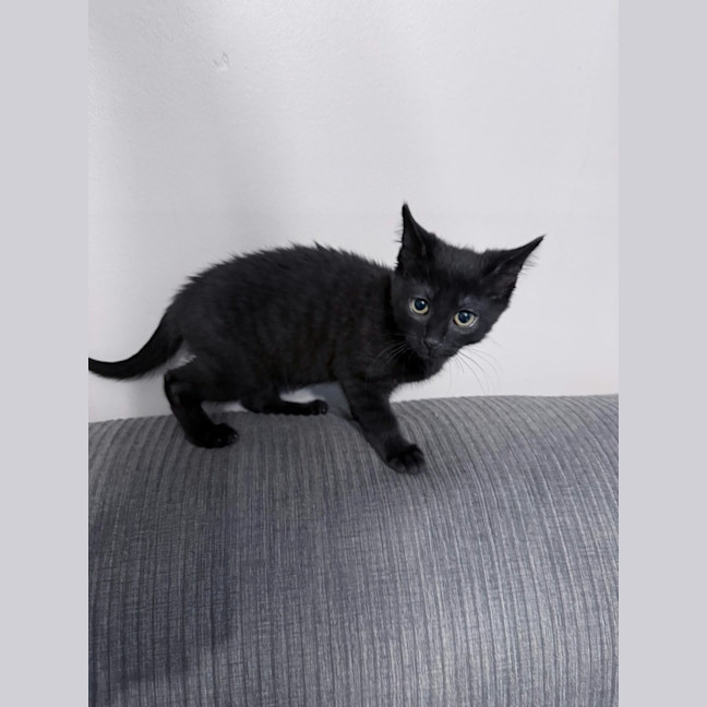 Photo of Cookie *9 Lives Project Rescue*