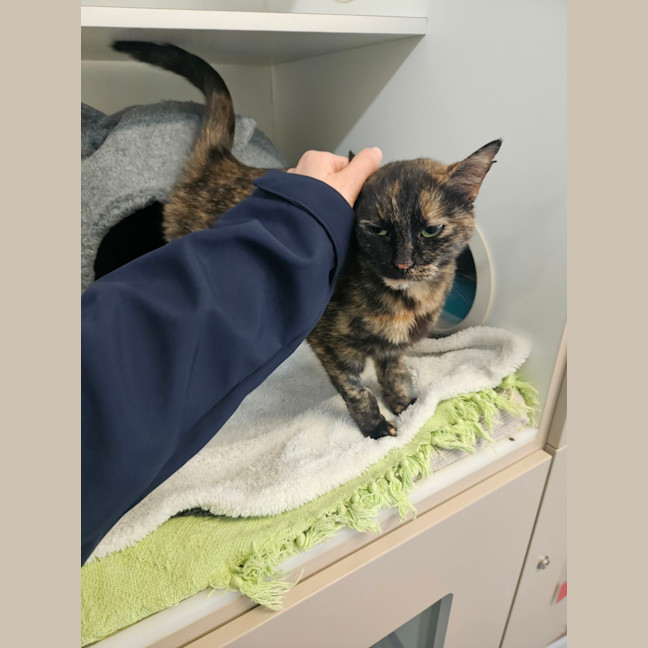 Photo of Hello Kitty