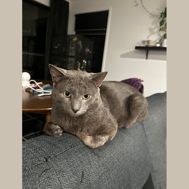 Photo of Sirius