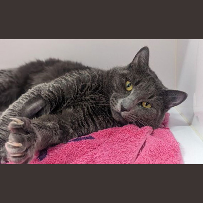Photo of Dusty