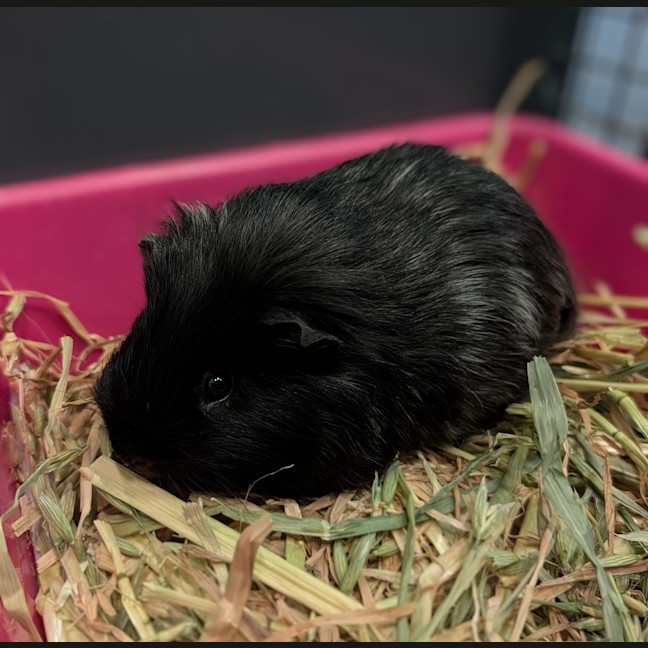 Photo of Crunchy Nut