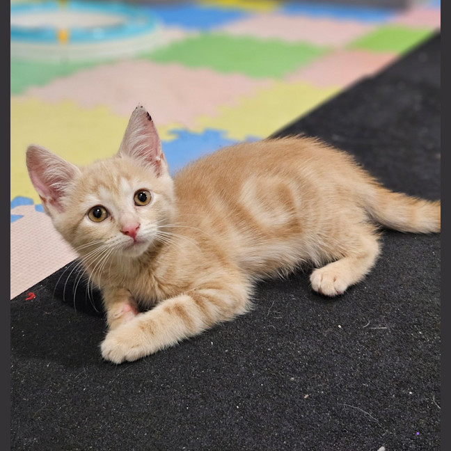 Photo of Kali