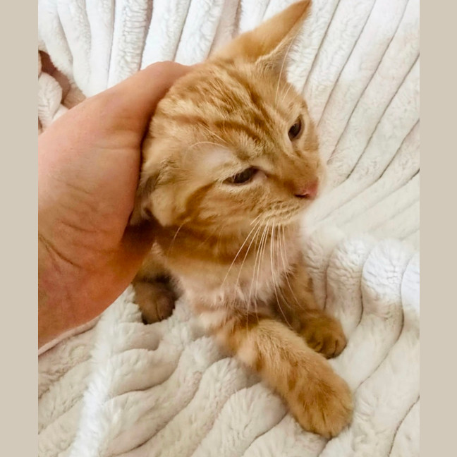 Photo of Finnegan 