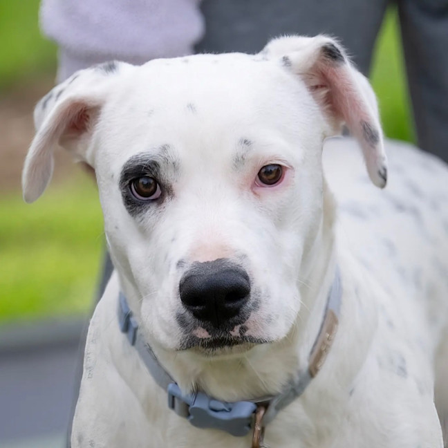 Photo of Domino