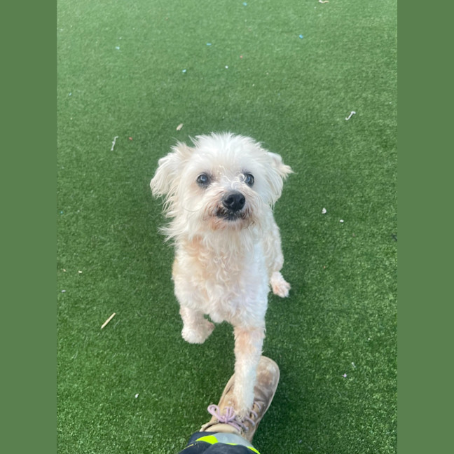 Photo of Sophie Imp 1538