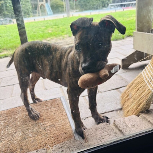 Photo of Foghorn Leghorn