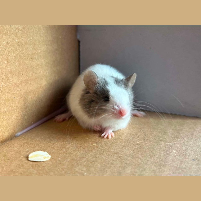 Photo of Remus
