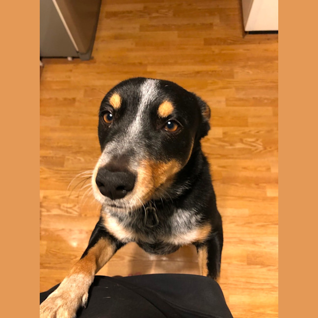 Photo of Patches 