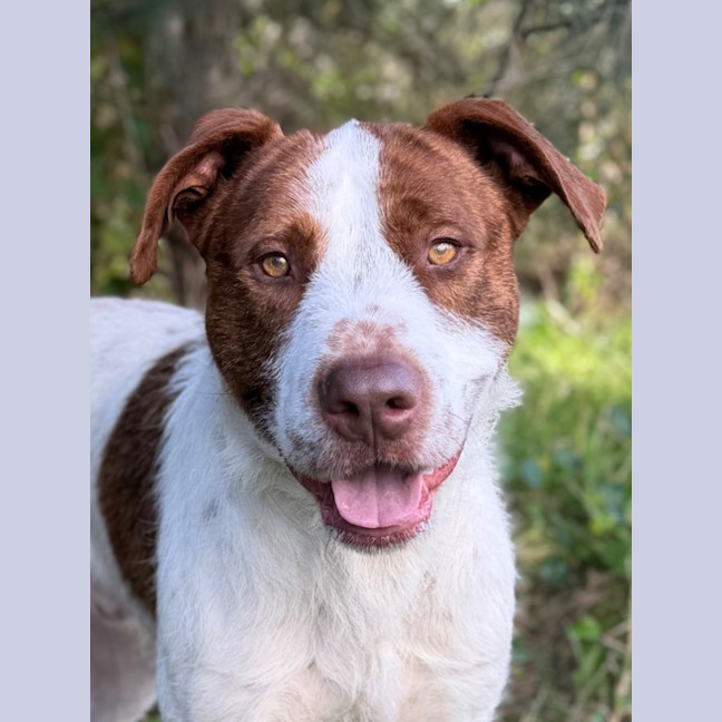 Photo of Tango