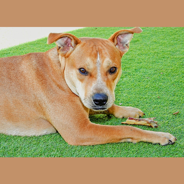 Photo of Koda