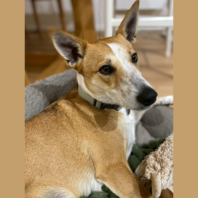 Photo of Lucy   4 Year Old Basenji X