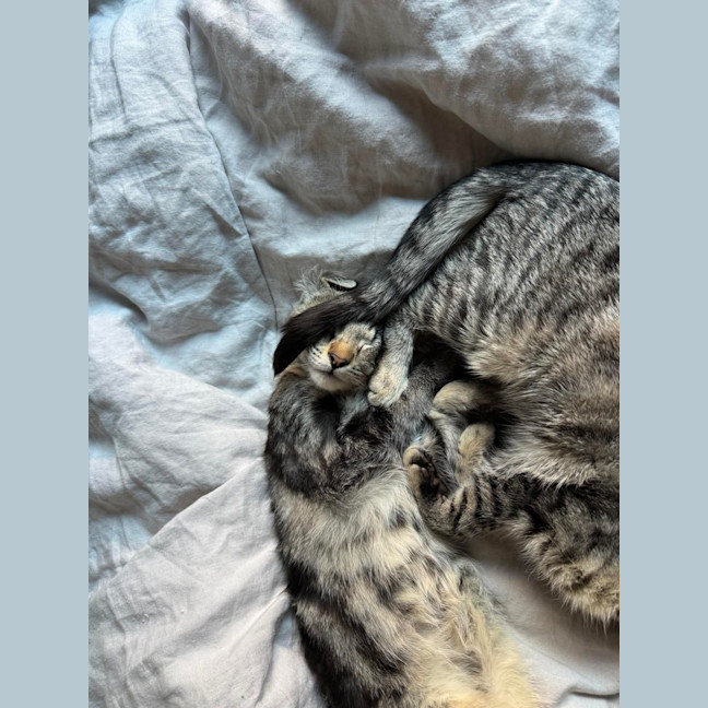 Photo of Bran Meet Me@Petstock Keysborough 