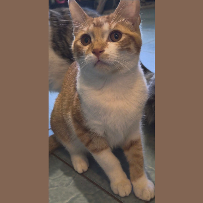Photo of Chilli