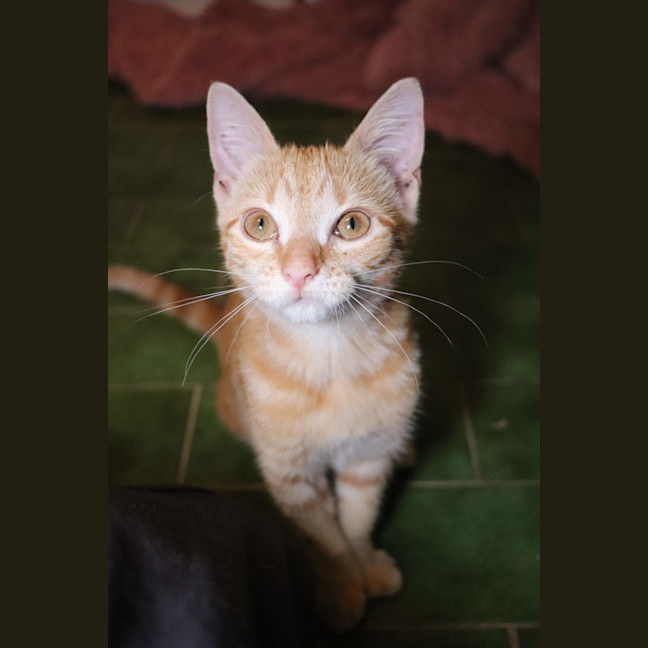 Photo of Nugget