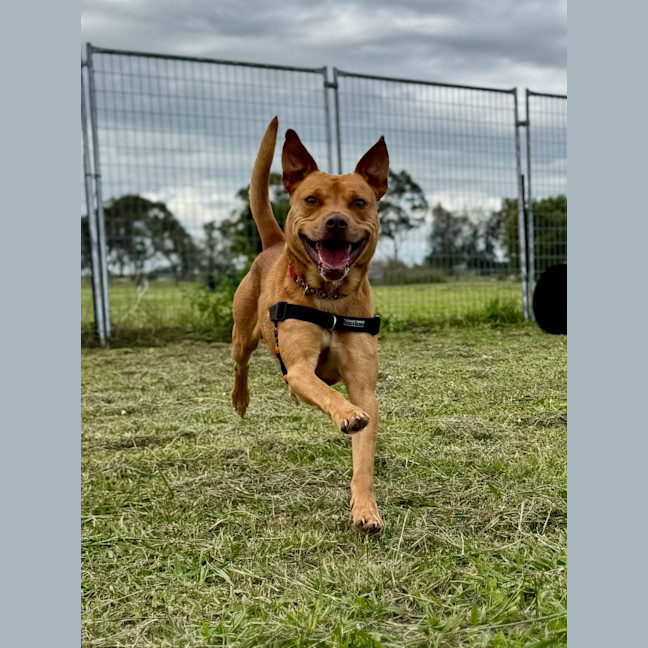 Photo of Jasper
