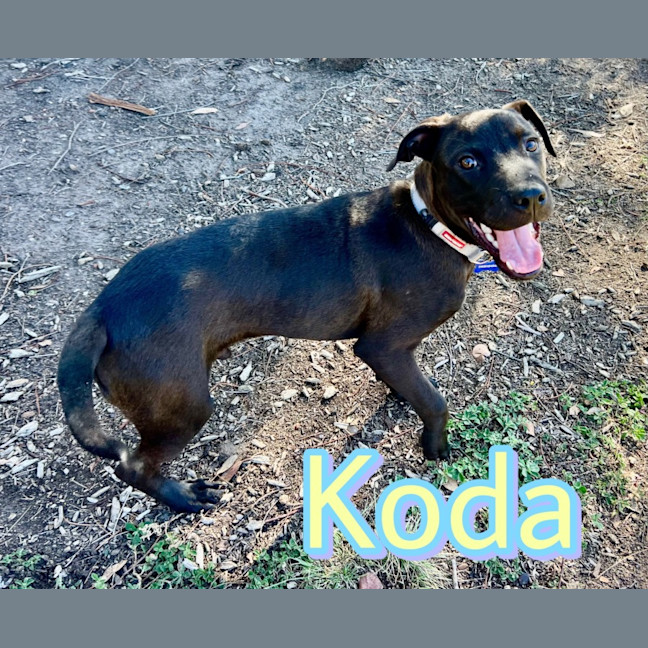 Photo of Koda 