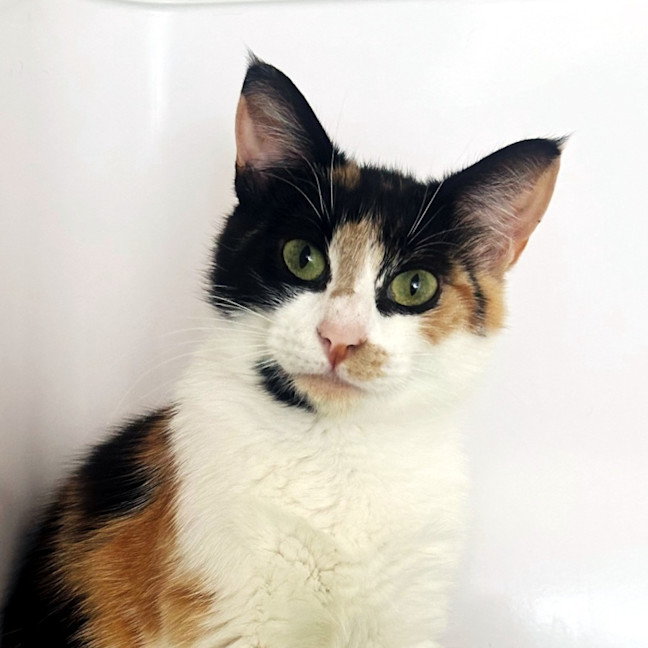 Photo of Callie Sta013382