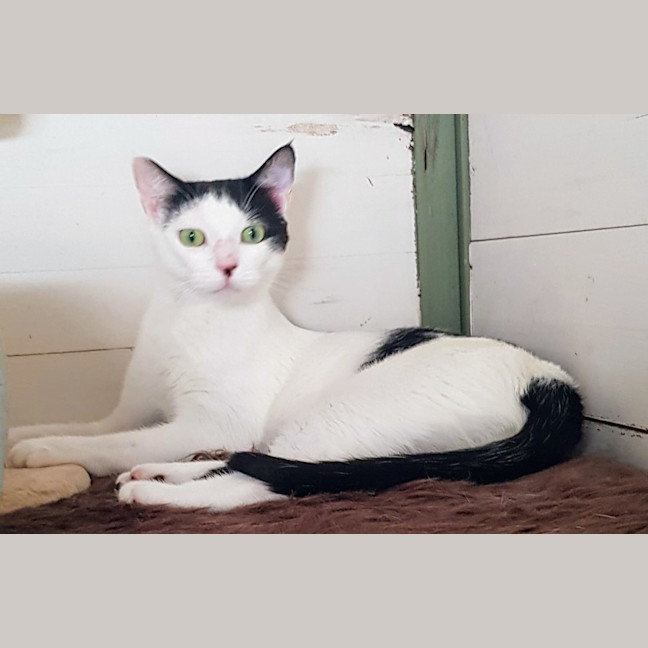 Photo of May   Now At Pet Quarters Broadmeadow