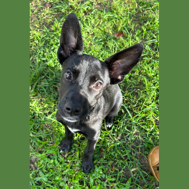 Photo of Ivy