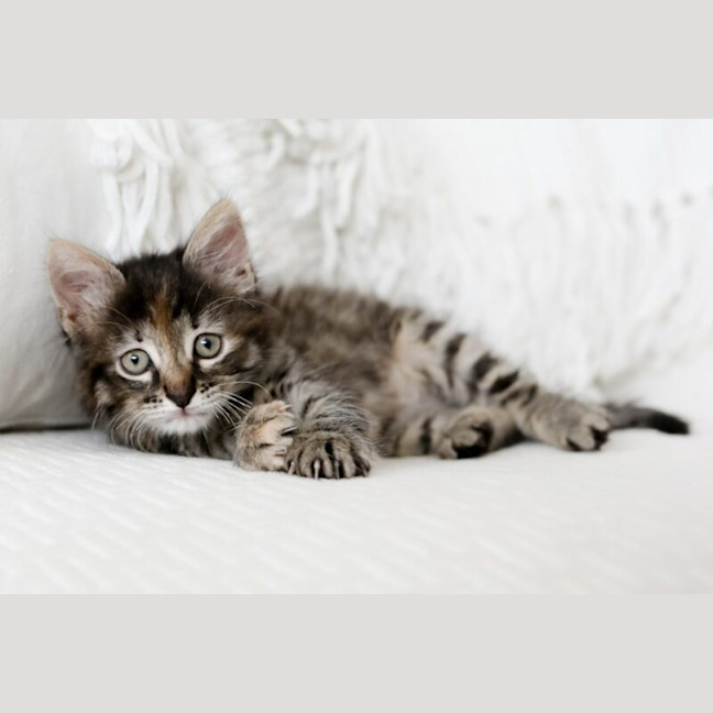 Photo of Octavia