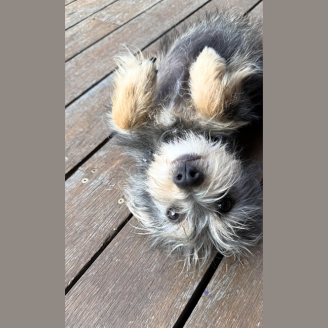 Photo of Marvin