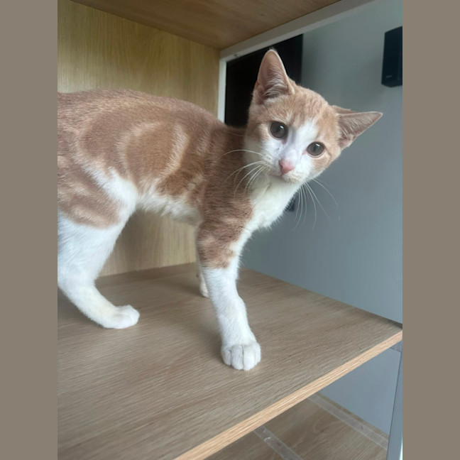 Photo of Henry 