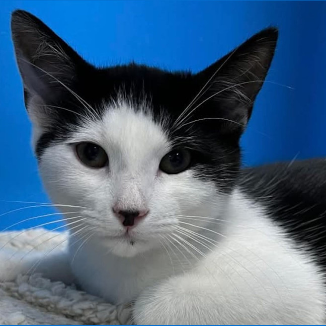 Photo of Charlie Chaplin