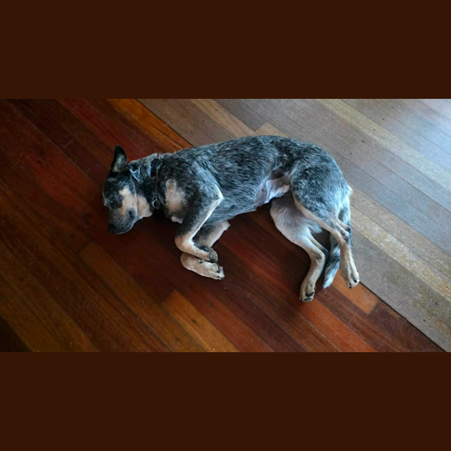 Photo of Speckles