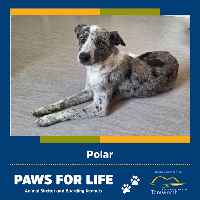 Photo of Polar