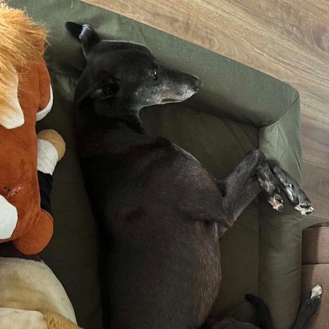 Photo of Alastor The Greyhound