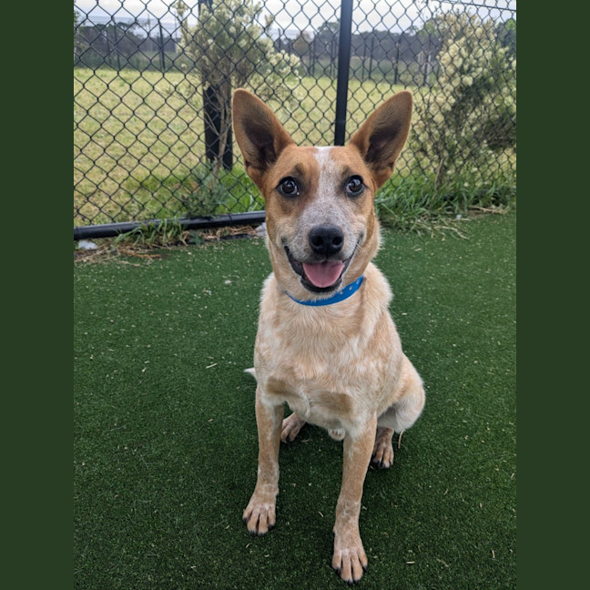 Photo of Toast Imp 2151