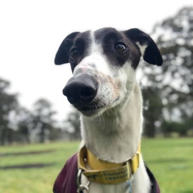 Photo of Ray (Prev. Ramone)