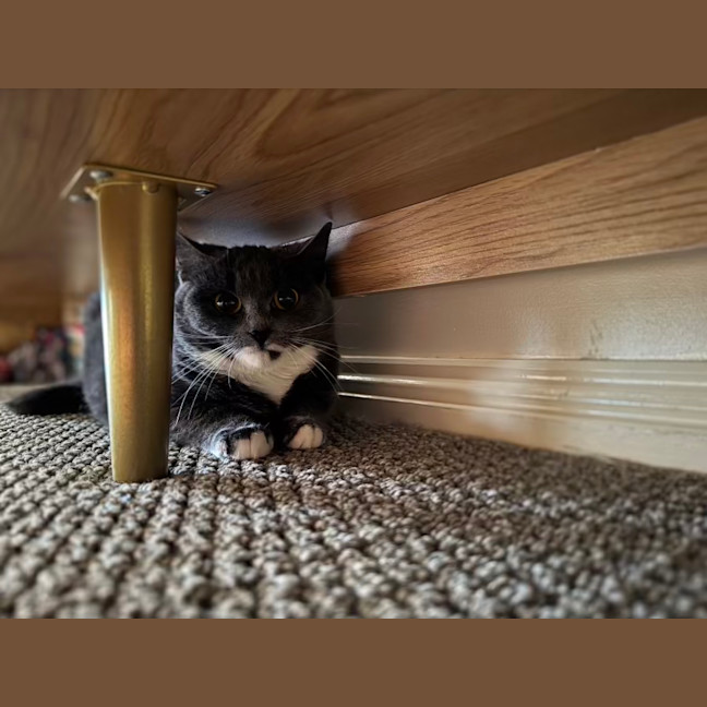 Photo of Possum The Night Agent