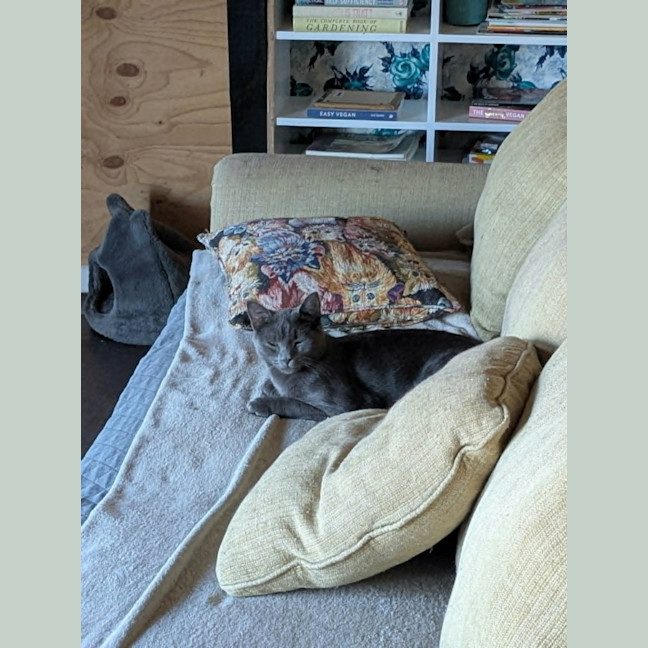 Photo of Arlo *9 Lives Project Rescue*