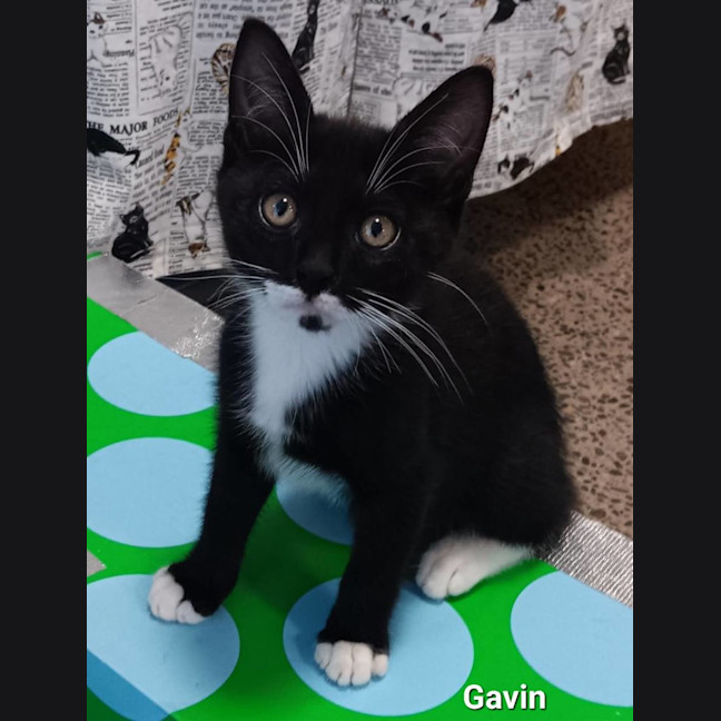 Photo of Gavin